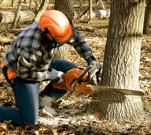 Tree Removal in Ramer, TN